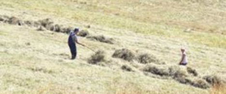 Kosnja pod branom Lokvarskog jezera